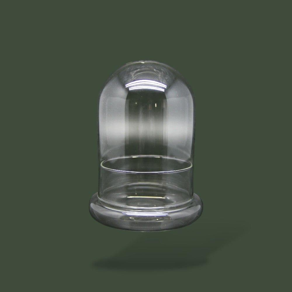 Terrarium en verre dôme pour plante