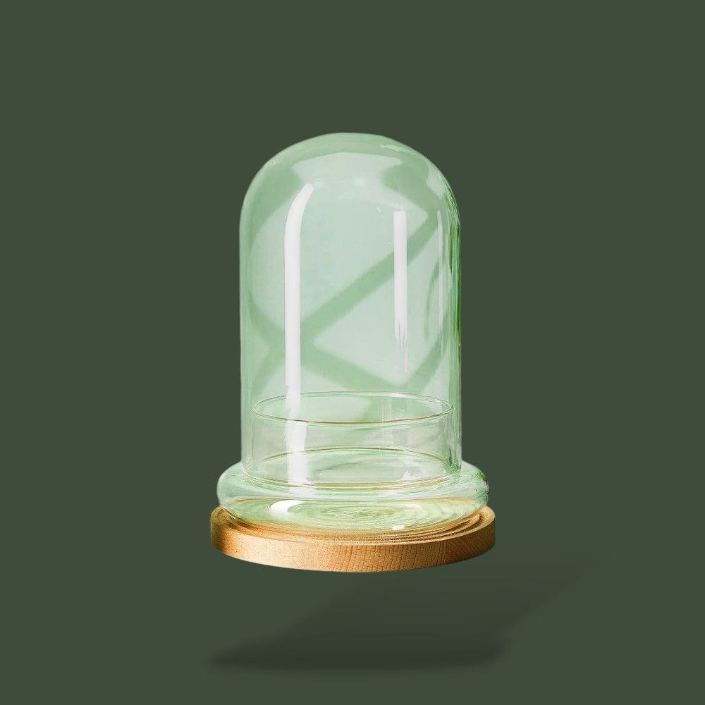Terrarium pour plante en dôme