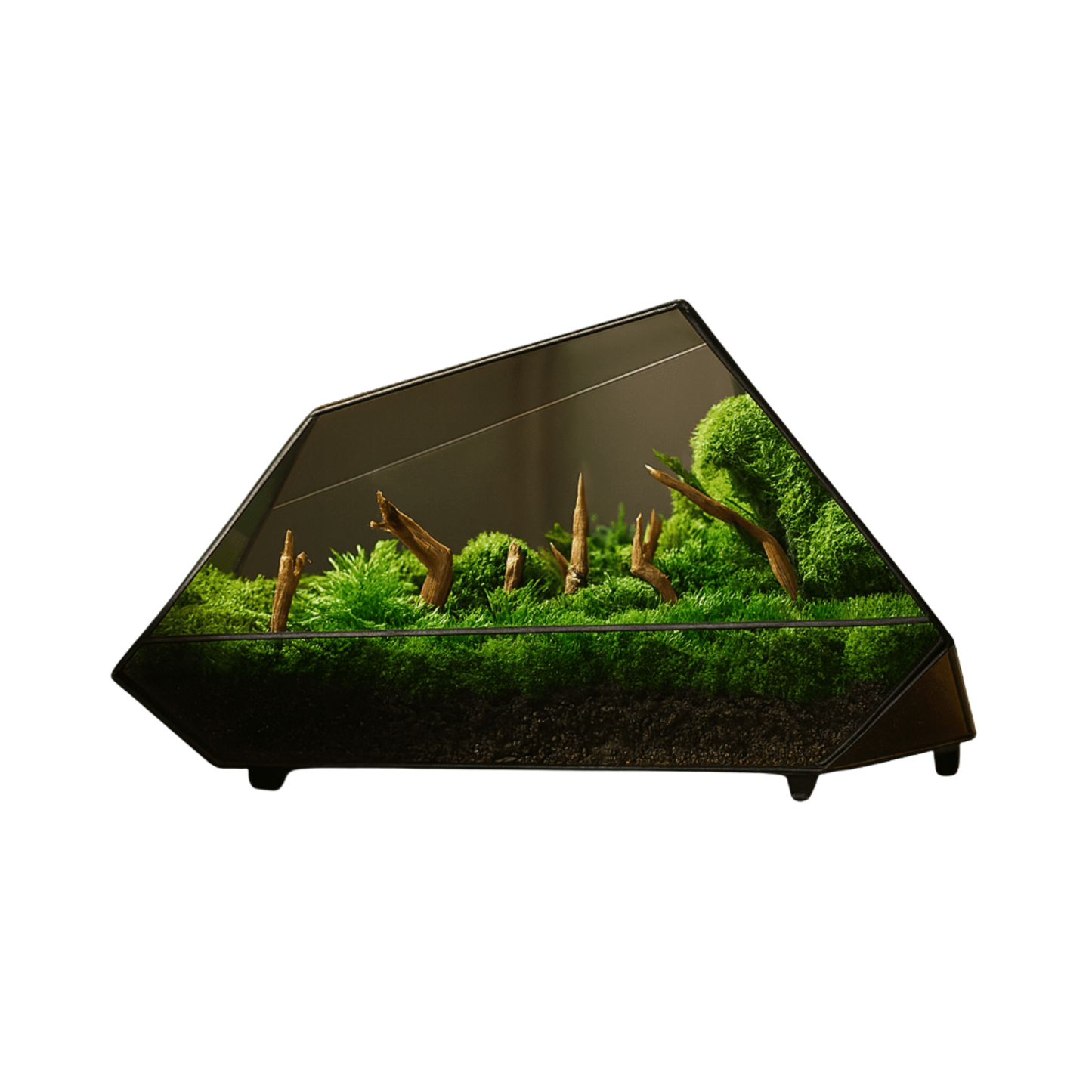 Terrarium géométrique grand pour plante