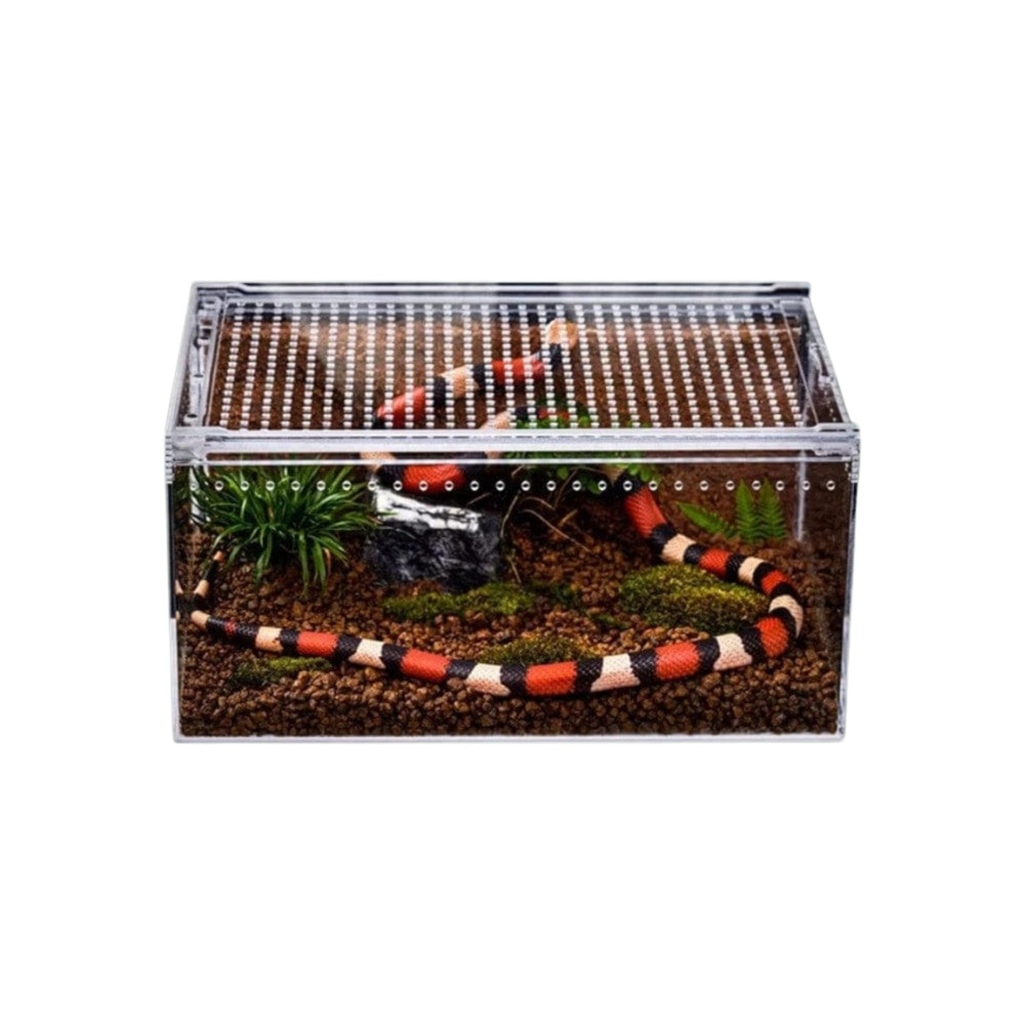 Boîte en acrylique pour reptiles dans terrarium