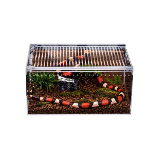 Boîte en acrylique pour reptiles dans terrarium