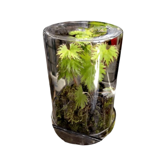 Terrarium pour plante en cylindre