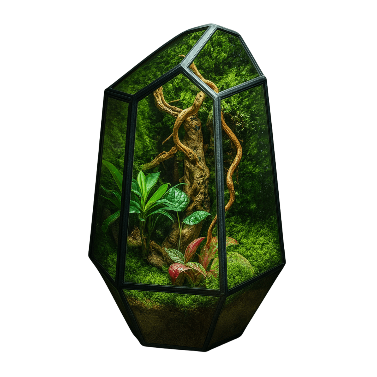 Bocal design pour terrarium et plantes