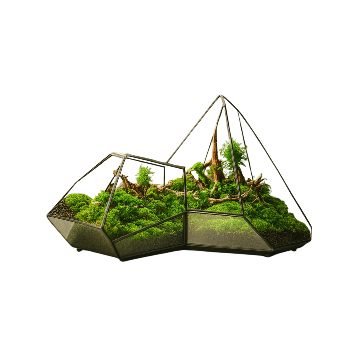 Terrarium en verre géométrique pour plante