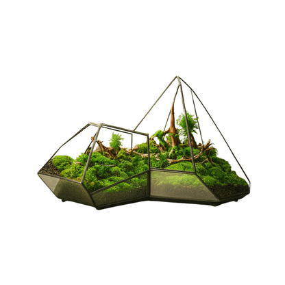 Terrarium en verre géométrique pour plante