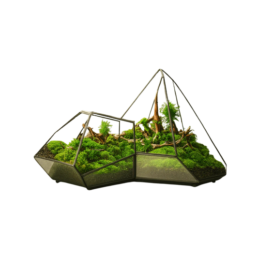 Terrarium en verre géométrique pour plante