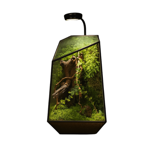 Terrarium en verre design pour plante