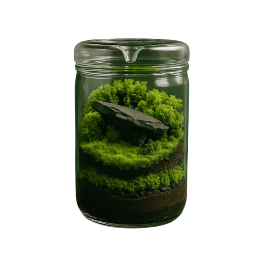 Vase en verre transparent pour terrarium et plantes - TerrariumStore