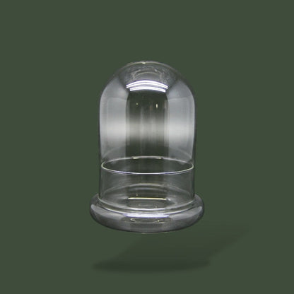 Terrarium en verre dôme pour plante
