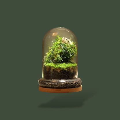 Terrarium en verre dôme pour plante