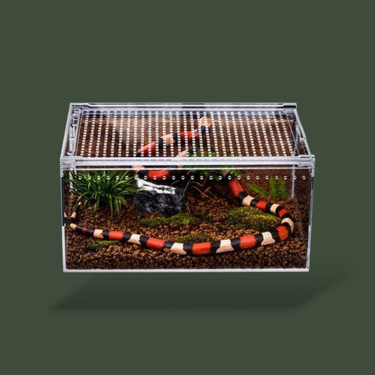 Boîte en acrylique pour reptiles dans terrarium