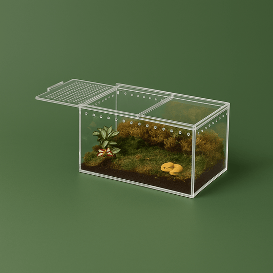Terrarium pour araignée
