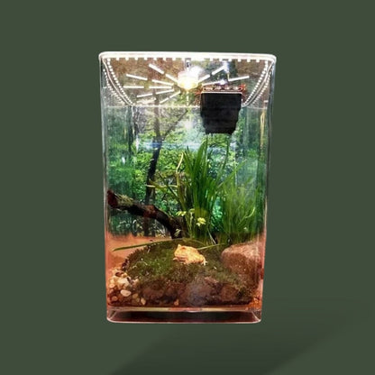 Boîte destinée au terrarium