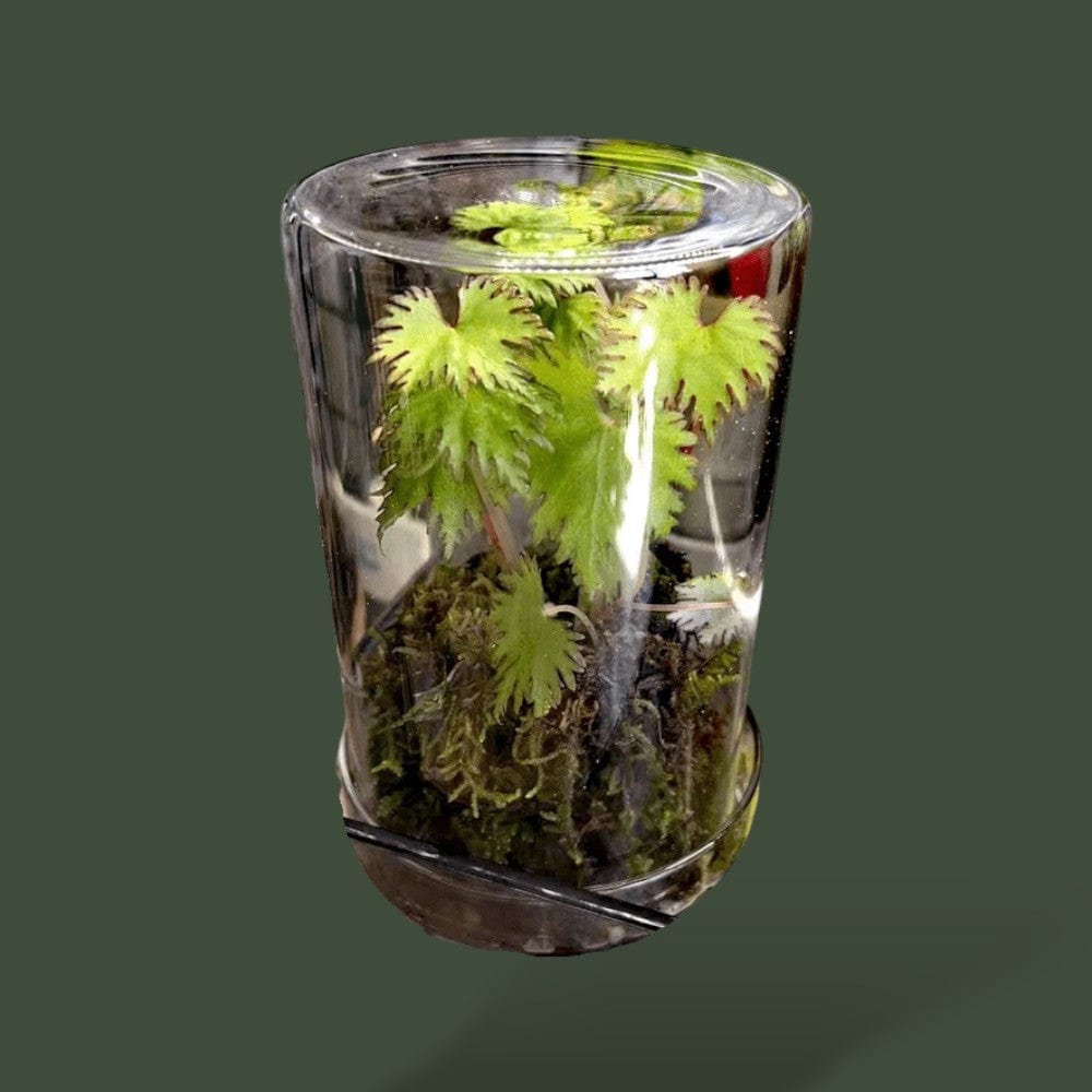 Terrarium pour plante en cylindre