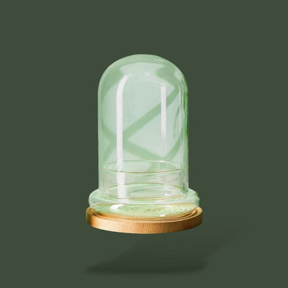 Terrarium pour plante en dôme
