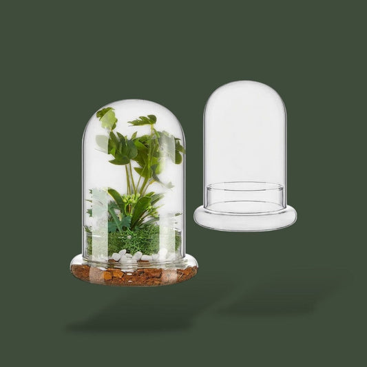 Terrarium pour plante en dôme