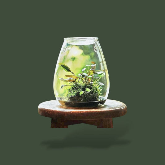 Vase pour terrarium en verre - TerrariumStore